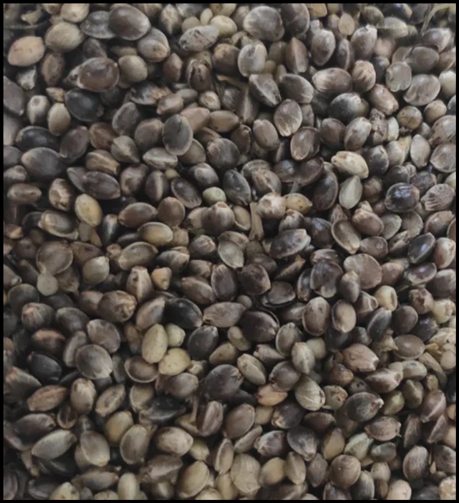 Roasted Hemp Seed / Roasted Hemp Seeds - from the producer (Cannabis Sativa L.) As a producer we offer high-quality roasted hemp seeds for food, industrial