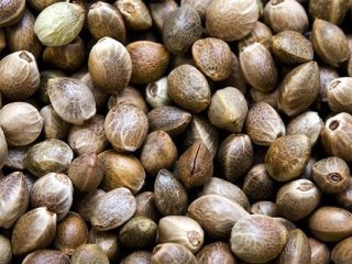 Hemp Seed / Hemp Seeds from the producer (Cannabis