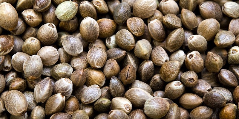 Hemp Seed / Hemp Seeds from the producer (Cannabis Sativa L.)
