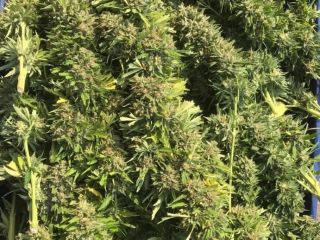 HEMP DRY FLOWERS- WIECHY / Hemp panicles / As