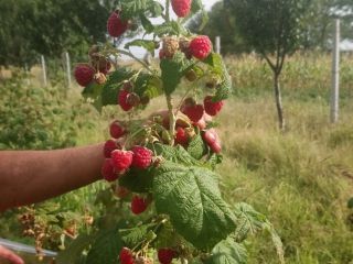100% natural raspberries fed only with organic fertilizers. The