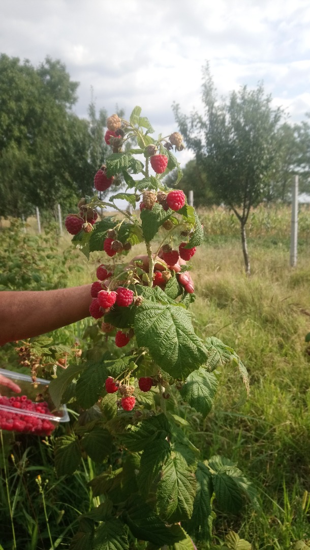 100% natural raspberries fed only with organic fertilizers