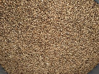 Coriander for sale, 2020 harvest, production Russia Purity 98-95%