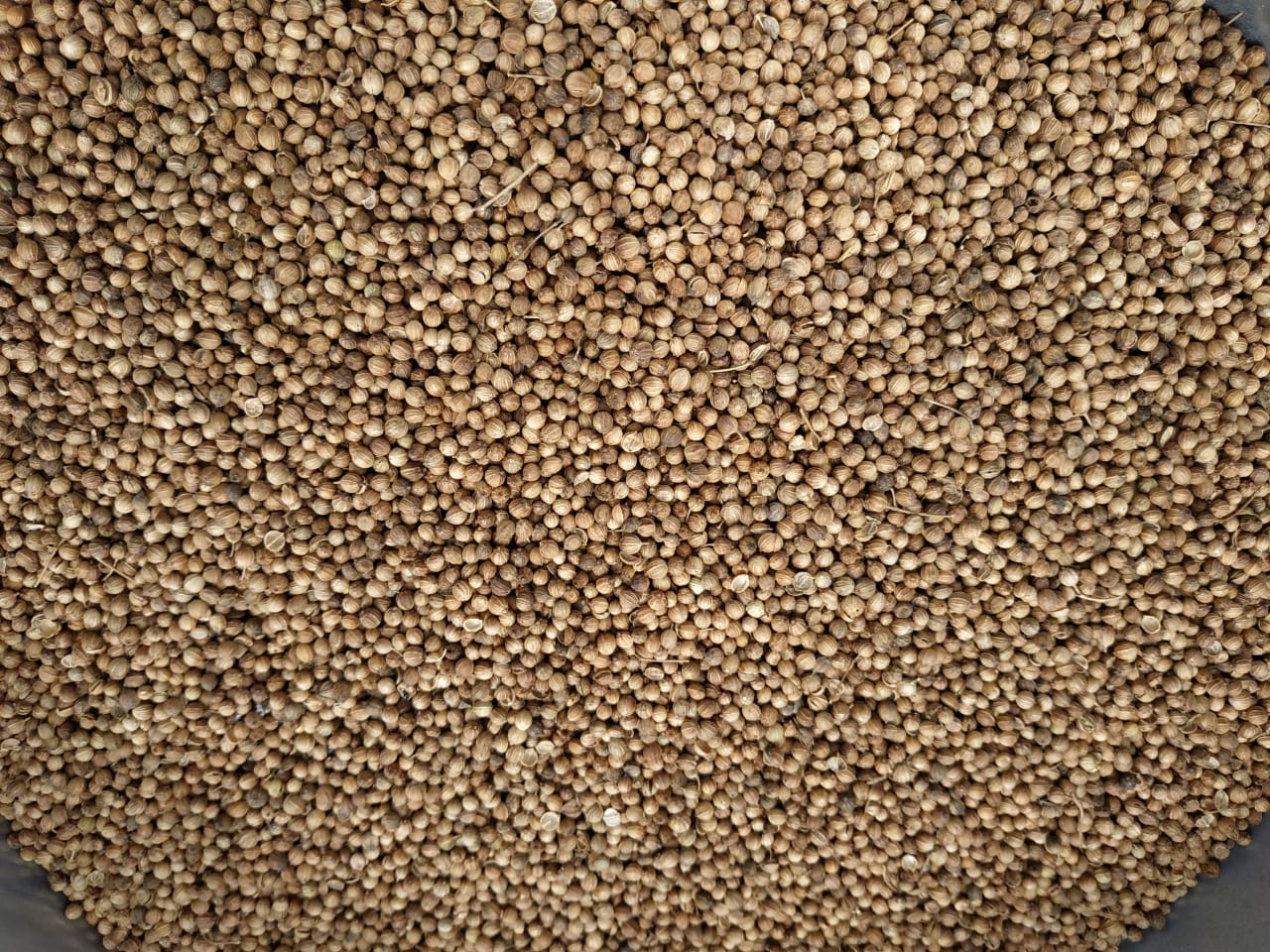 Coriander for sale, 2020 harvest, production Russia Purity 98-95% Moisture according to GOST Half to 6-7%