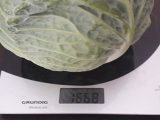 Fresh cabbage