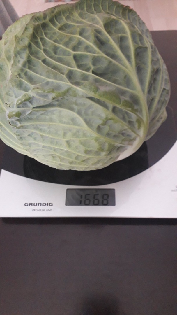 Fresh cabbage