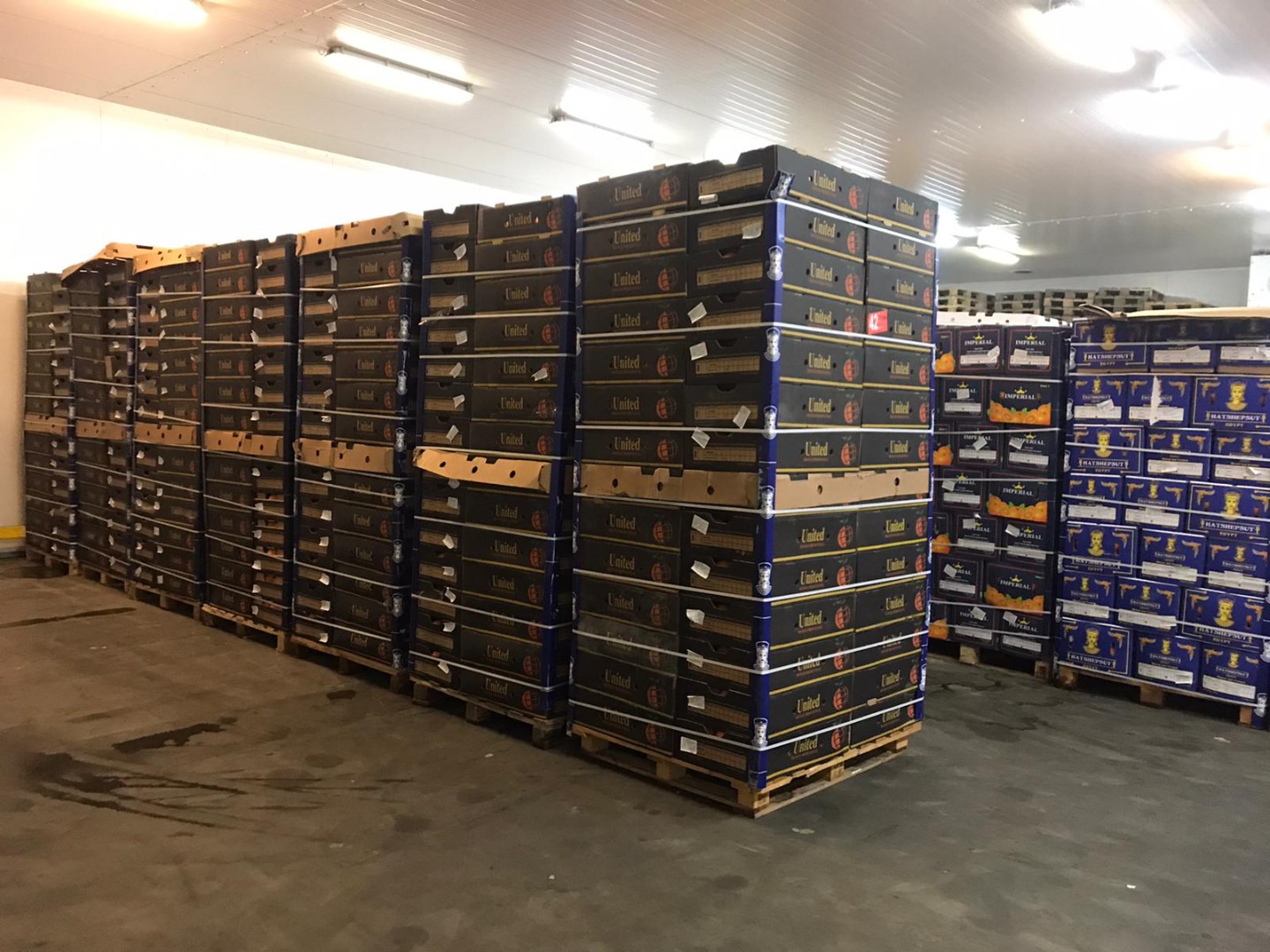 Hello, We are a company that imports vegetables / fruits from Arab countries