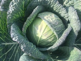 Vând varză proaspătă cu o dimensiune de 1,5 kg