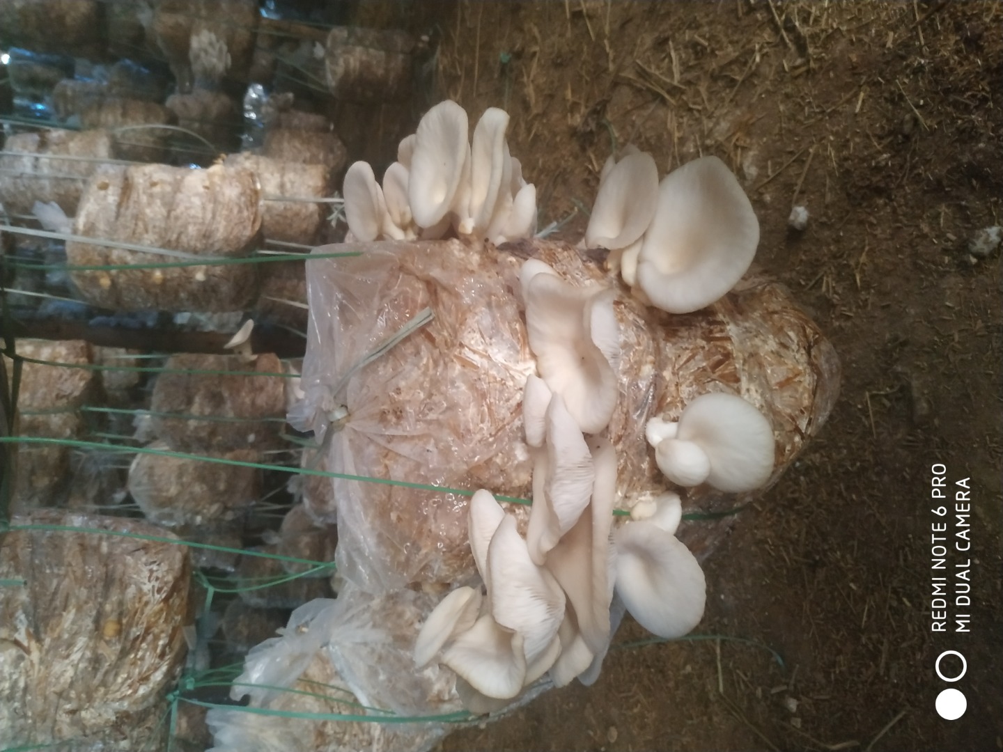 Fresh oyster mushroom