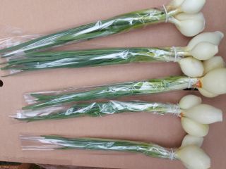 I will sell spring onions with chives, large amounts,
