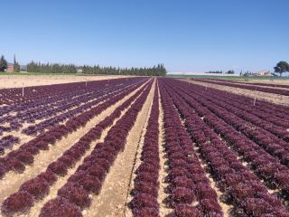 Different kinds of red lettuce, produced with the highest