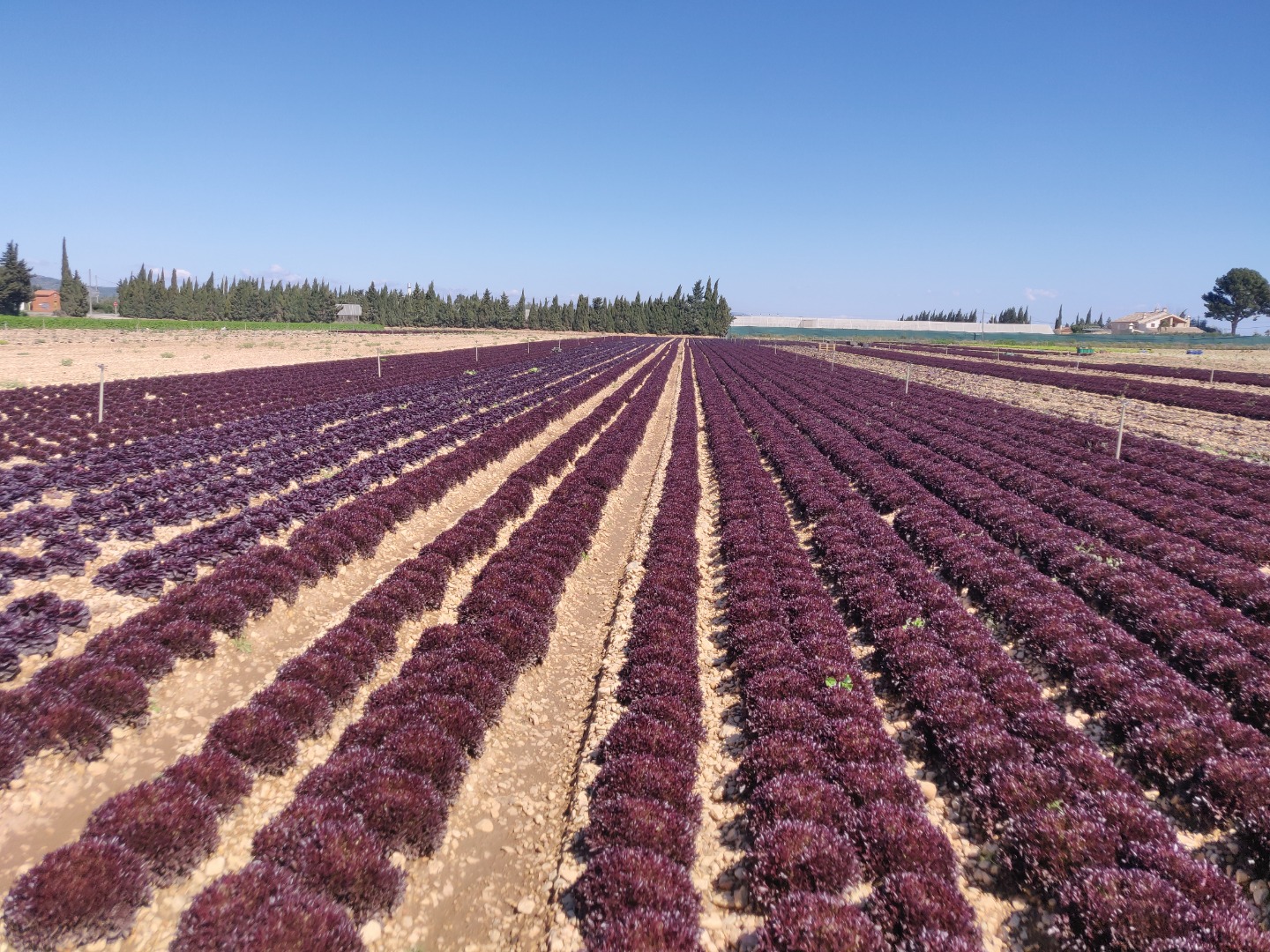 Different kinds of red lettuce, produced with the highest EU certificates