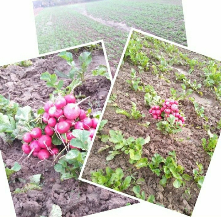 Good morning, with the beginning of Maja benda, he had bunches of radish