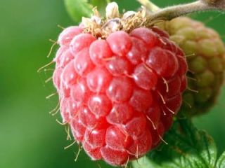 The organic farm producing soft fruit sells raspberries, red