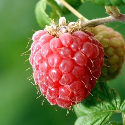 The organic farm producing soft fruit sells raspberries, red currants and black chokeberries