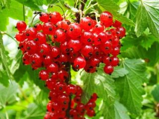 The family organic farm sells the following products: red