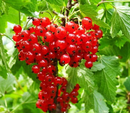 The family organic farm sells the following products: red currant, black chokeberry and raspberry