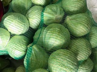 Class 1 white cabbage Head weight: from 0.8 kg