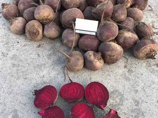 Class A beetroot. Pablo variety. Diameter: from 60 mm