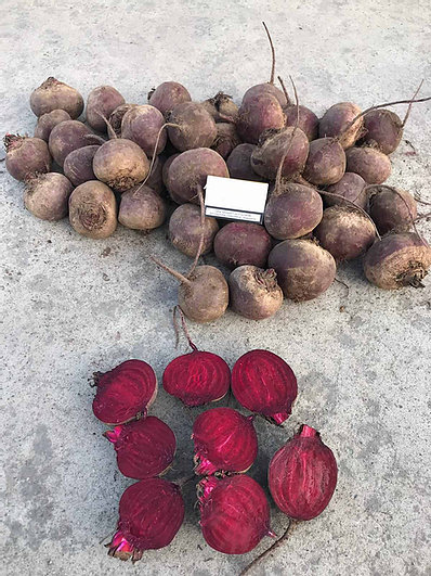 Class A beetroot