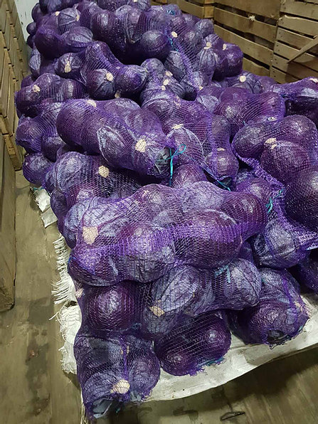 Red cabbage 1st class