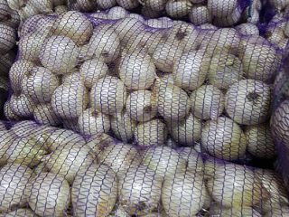 Class A white onion Variety: Sterling Size 5-9 cm