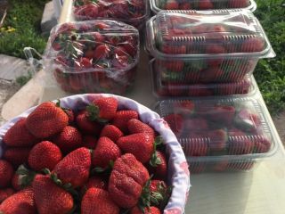 Our strawberry harvest season has begun! with a strawberry