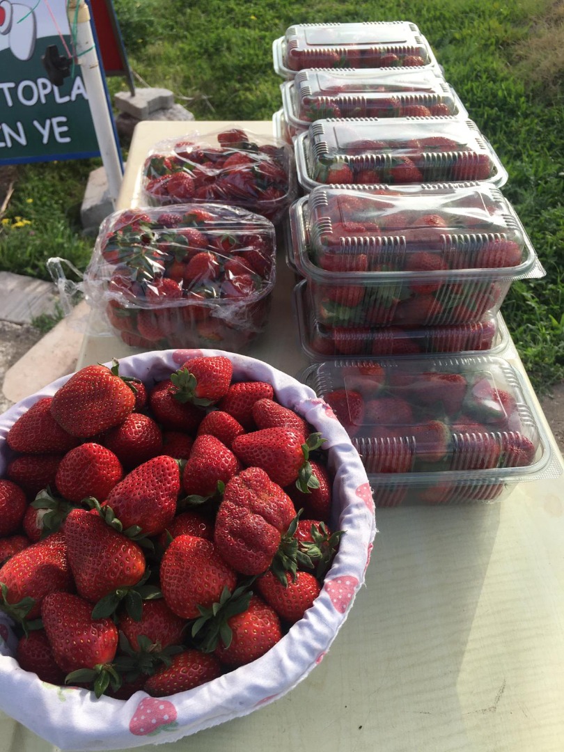 Our strawberry harvest season has begun! with a strawberry field of more than 650m² with expected product of more than 2000 Tons! we insure that your order is
