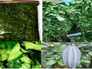 Dried fluted pumpkin available for sale
