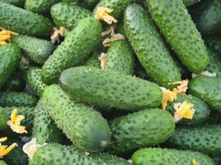 Ground cucumber SV3506