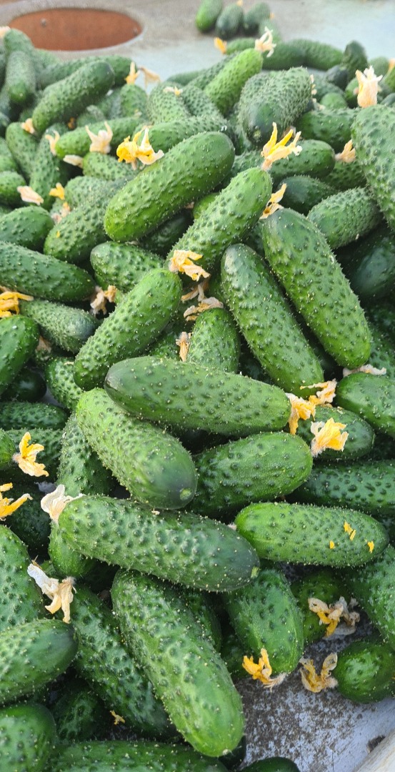 Ground cucumber SV3506