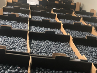 Up to 300 tones of blueberries available in the