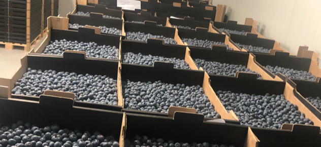 Up to 300 tones of blueberries available in the summer of 2021