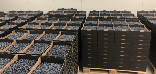 Up to 300 tones of blueberries available in the summer of 2021