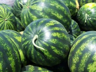 Early watermelon, Selini, Bostona, Karavel