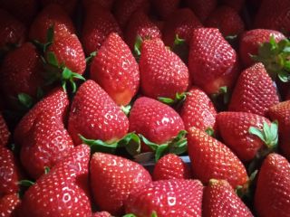 Victory strawberries, large, sweet, 5 kg box. We deliver
