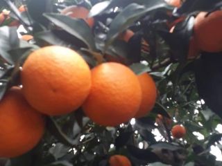 Valencia oranges, fresh, pick from the garden to order,