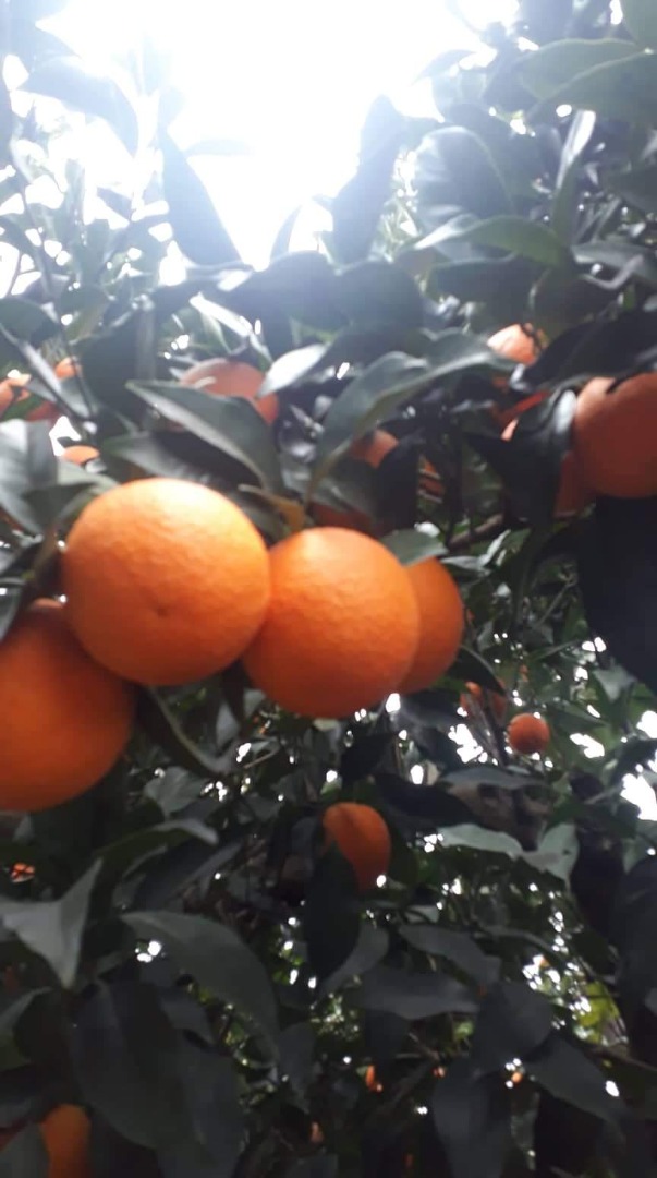 Valencia oranges, fresh, pick from the garden to order, pickup or delivery, packing box cardboard, mesh