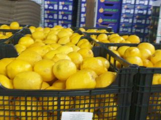 Fresh lemons, Greece, we will deliver or pick up.