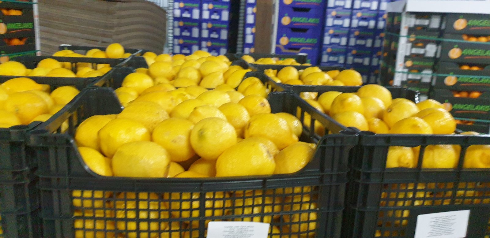 Fresh lemons, Greece, we will deliver or pick up