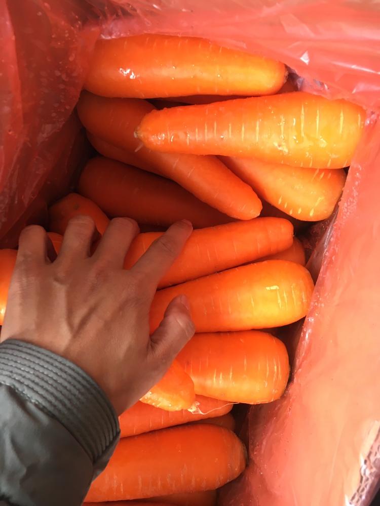 VIETNAM FRESH CARROT we can provides you large quantity in a short time