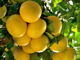 FRESH GRAPE FRUIT we provide fresh fruits and vegetables,