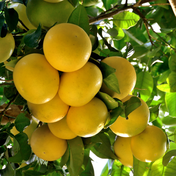 FRESH GRAPE FRUIT we provide fresh fruits and vegetables, spices, ..