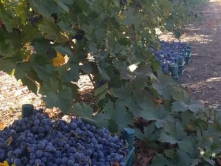 We sell our high quality grapes from Turkey. Approx.