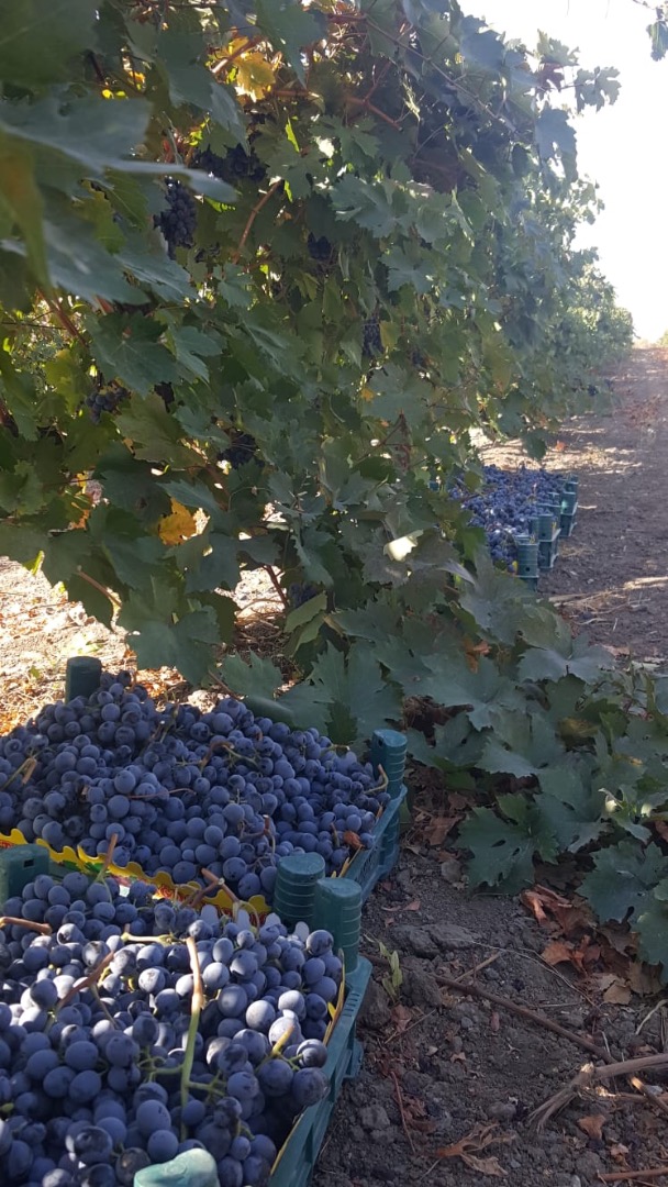 We sell our high quality grapes from Turkey