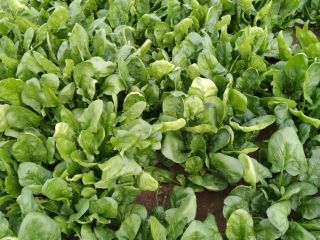 We sell fresh spinach directly from the producer.