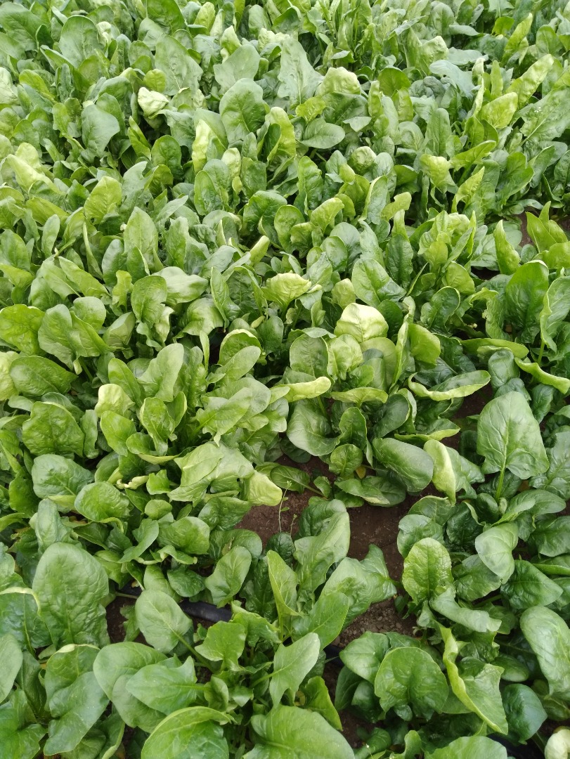 We sell fresh spinach directly from the producer
