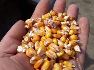 I am selling corn In large quantities No foreign