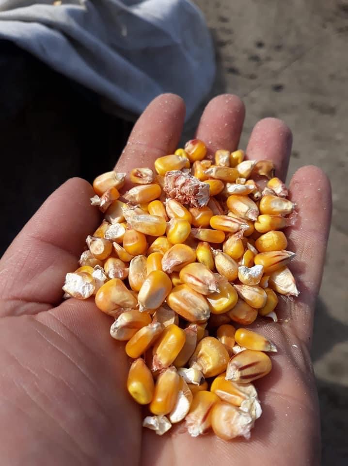 I am selling corn In large quantities No foreign bodies without impurities Corn grains clean and very dry humidity 9-10% no foreign bodies, no mold, no