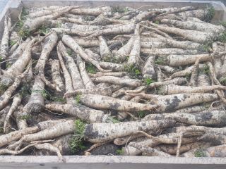 I will sell parsley, OŁOMUŃCKA variety, 1st grade, is